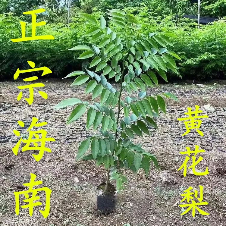 海南黄花梨树苗正宗珍贵苗木黄花梨苗降香黄檀红木常绿庭院绿化树