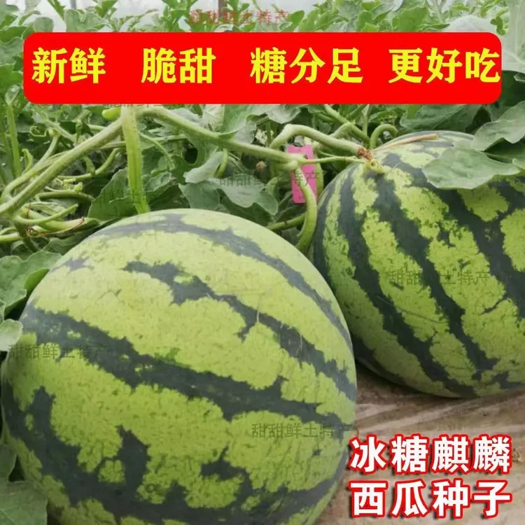 冰糖麒麟西瓜种子皮薄脆甜少籽高产四季种植阳台庭院盆栽西瓜种籽