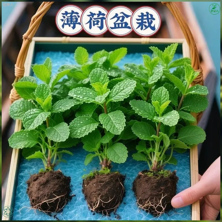 可食用正宗薄荷苗盆栽土培水培阳台庭院绿植清香新手必活薄荷