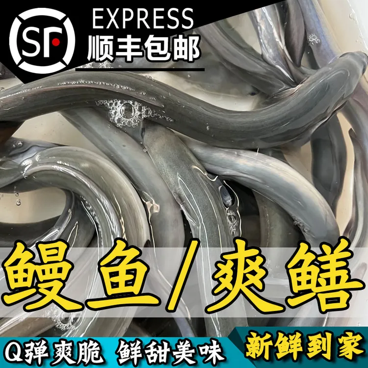 鲜美鳗鱼 老鳝 脆鳝 爽鳝 本地鳗鱼 河鳗 顺丰鲜活包邮发货
