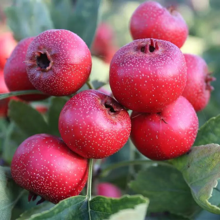 嫁接山楂果树苗大五棱甜红子山楂树苗南北方种植盆栽地栽山楂树苗
