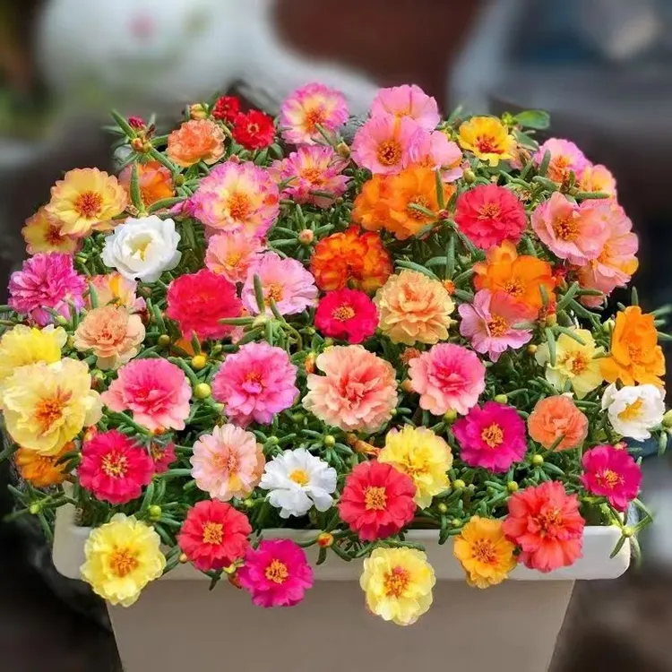 【重瓣太阳花种子】重瓣太阳花种子易活四季开花不断盆栽花卉种籽