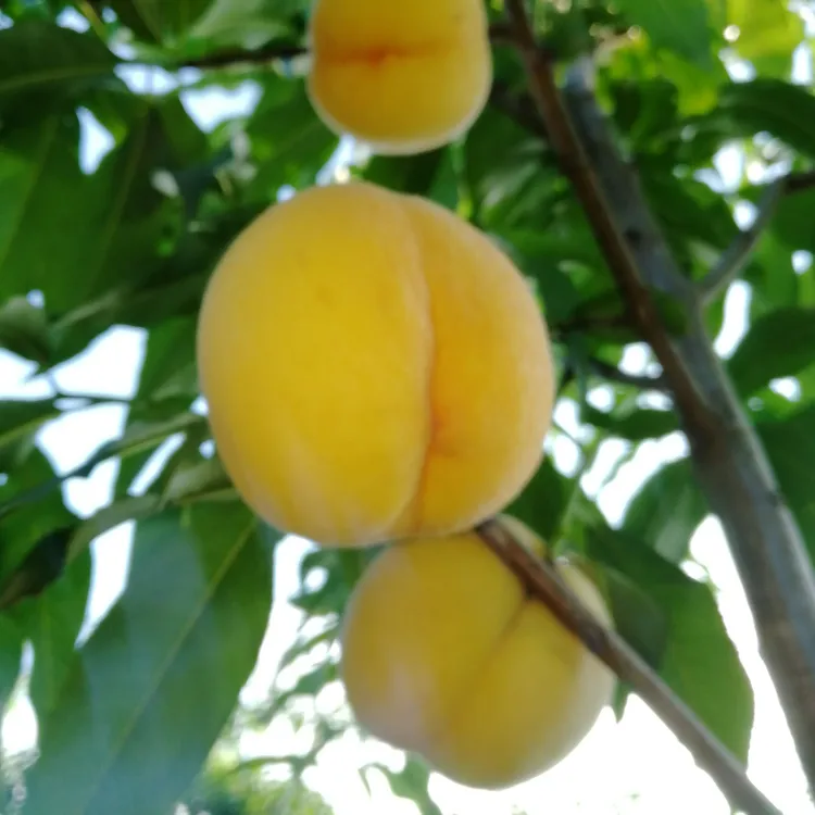 黄桃现摘  软糥香甜 单果4-5两 12只/箱 