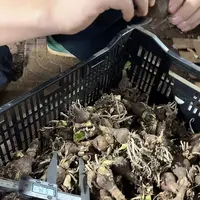 12单一福利3/4公分自然球