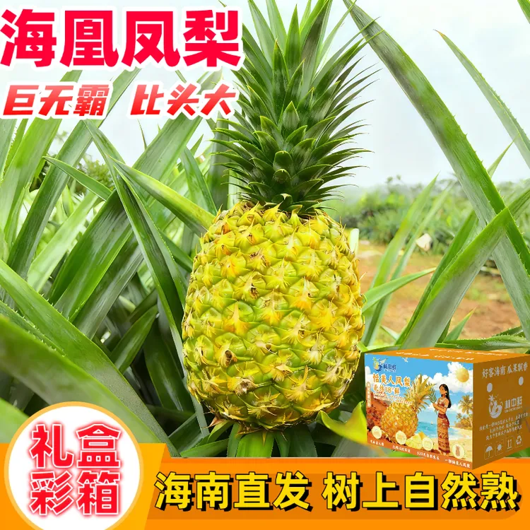 【海南直发】海南巨无霸凤梨新鲜水果当季树上熟芒果凤梨手撕凤梨
