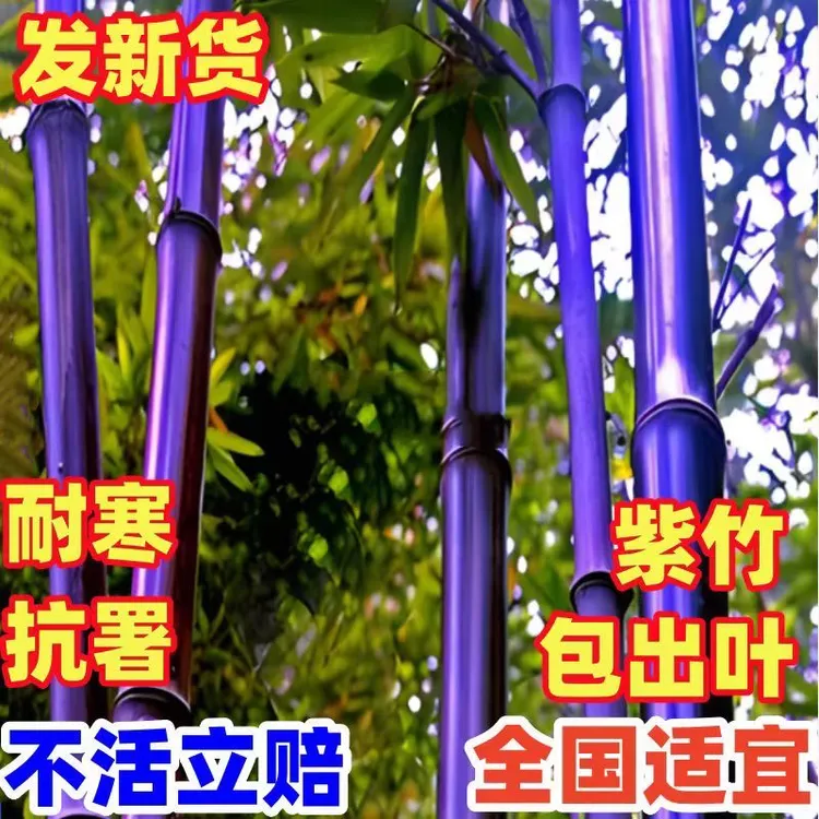 正宗紫竹竹苗庭院盆栽地栽四季常青耐寒观赏植物