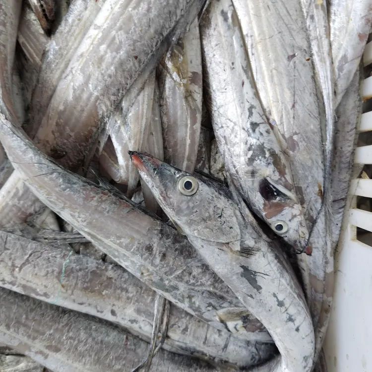 渤海湾新鲜拖网刀鱼带鱼，大小不齐，建议破腹勿拍