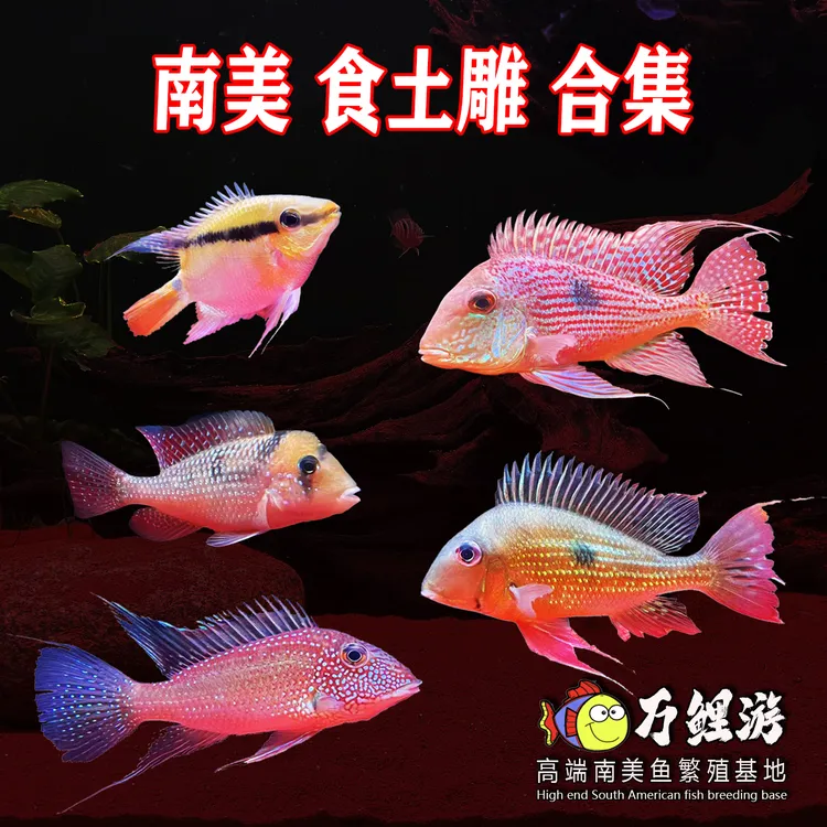南美鱼食土鲷七彩鹅头蓝颊马面血衣关刀普申密斯火焰牛头斯维尼F1