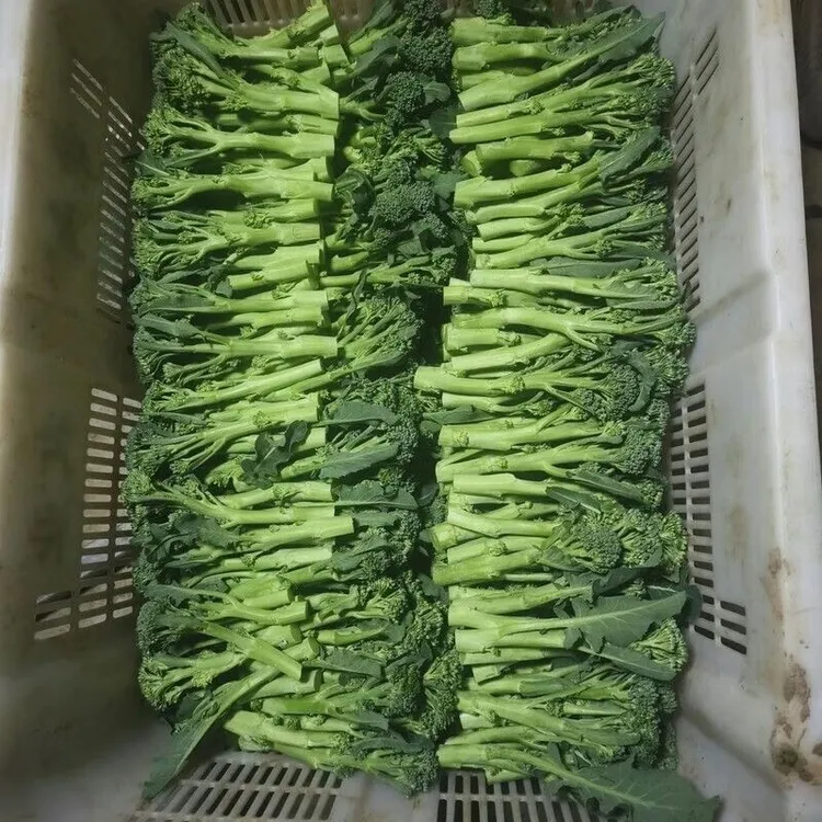  云南新鲜兰花苔西兰花脆嫩兰花苔新鲜顺丰包邮