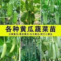 黄瓜苗秧苗水果黄瓜苗旱青瓜苗高产密刺青瓜四季阳台盆栽庭院菜苗