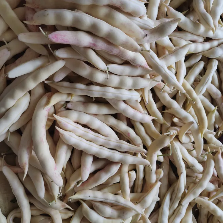 新鲜东北黄金钩豆角无筋不柴开锅就烂