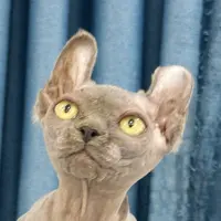 来了姊妹-蓝无毛猫-妹妹-46