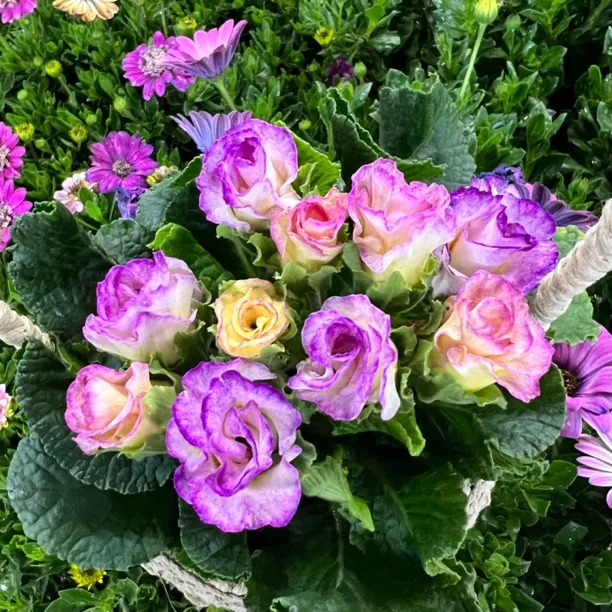 紫色玫瑰报春花盆栽长势旺盛爆花机器室内室外新手易养护