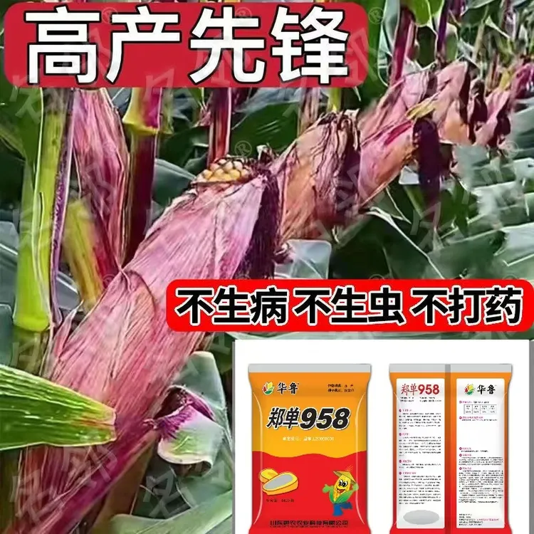 2025年玉米种子大全原装矮杆抗倒伏抗病抗虫高产大棒优质正品苞谷