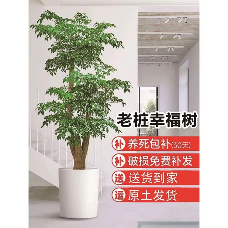 老桩幸福树客厅绿植室内大型绿植落地真花幌伞枫大号植物盆景开业