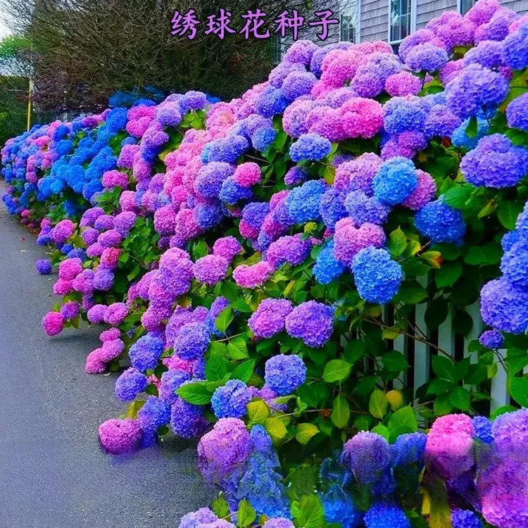绣球花种子易活盆栽植物木绣球秋冬天种八仙花种籽子四季开花