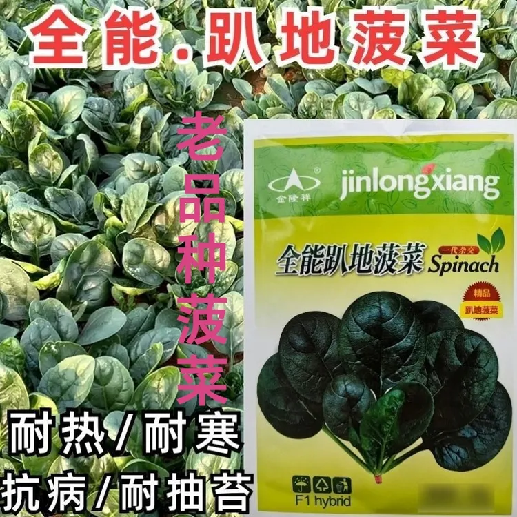 趴地菠菜种子秋冬季耐寒籽种蔬菜越冬波菜种籽孑菜籽菜种老品种