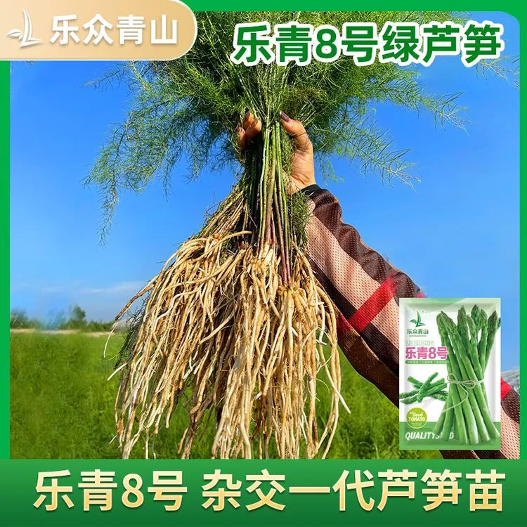 【杂交一代芦笋根苗】乐青8号乐青紫美人芦笋苗子菜籽多年生