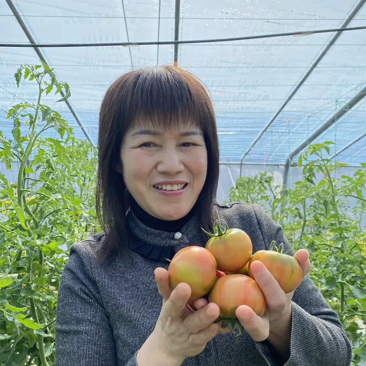 正宗海阳草莓柿子铁皮柿子现摘现发自然熟JD包邮