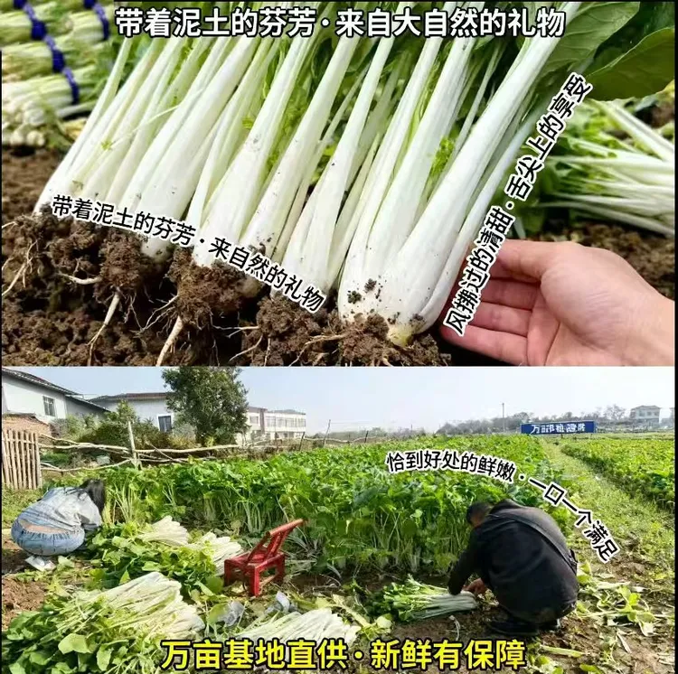 2025新鲜霜降箭杆白河南正宗新鲜长杆菜农家自种新鲜时令蔬菜包邮