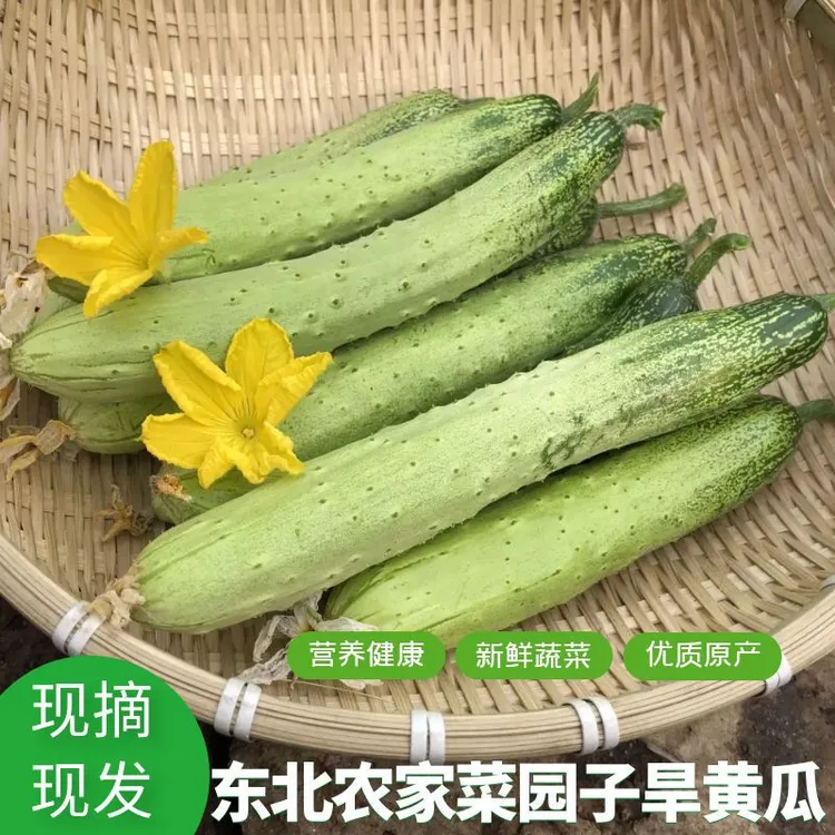 东北农家长条旱黄瓜新鲜采摘可生吃爽口味老正了