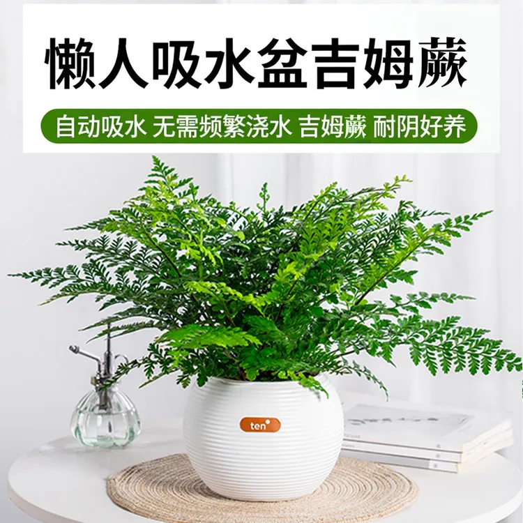 吉姆蕨懒人吸水盆栽室内净化空气好养耐阴观叶水培蕨类植物绿植花商品图