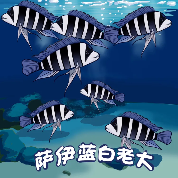 非洲坦噶尼喀湖野生萨伊蓝六间（鲁坡塔区域）