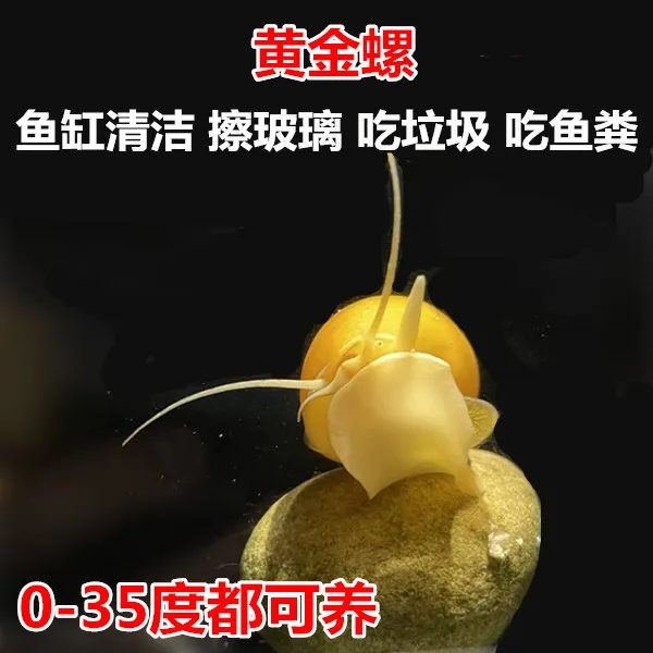 黄金螺 工具螺 清洁螺 冷水螺 清理残渣 吃垃圾 吃鱼便鱼缸清洁工