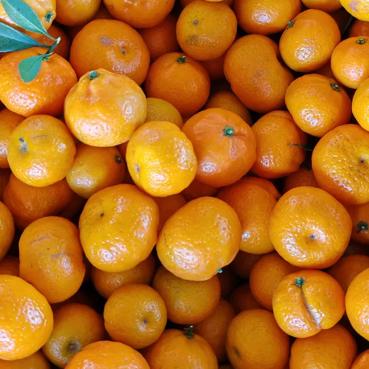 新鲜采摘新余沙糖桔产地直销