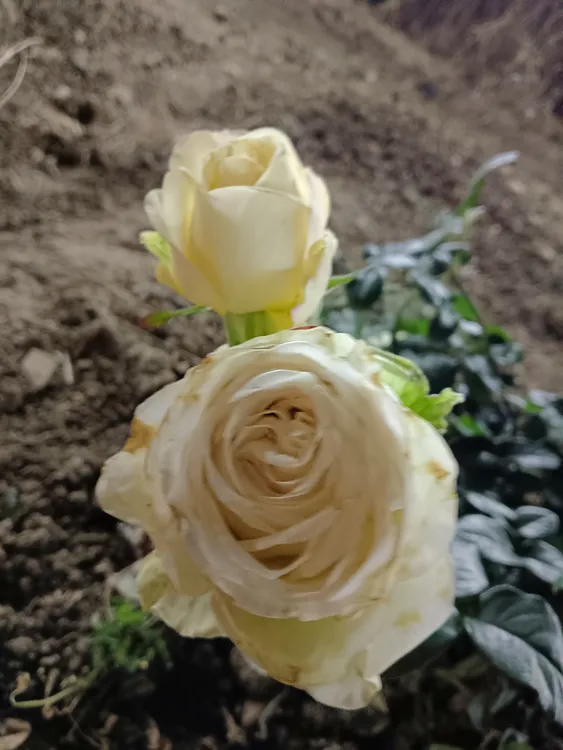 一物一拍历枝贵味多头玫瑰柠檬黄鲜花家养水养清香木石榴树大树苗