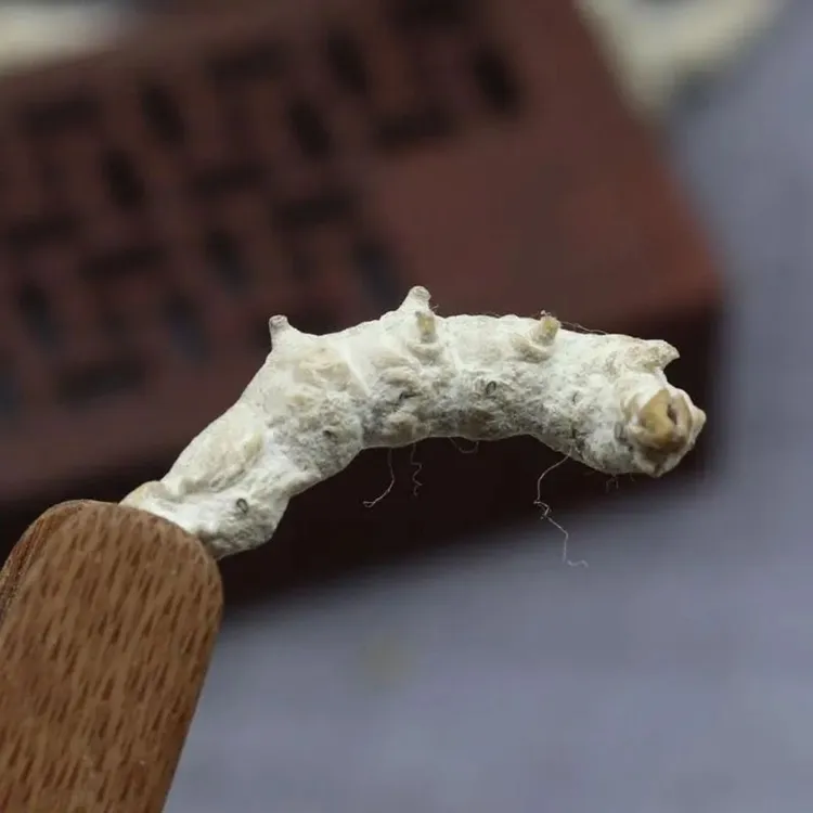 中药材白僵蚕可磨粉使用的天虫僵虫