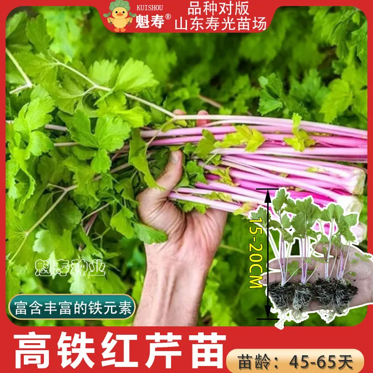 高铁红香芹苗秧带土发货四季小香芹脆嫩高产红芹菜种子阳台盆栽