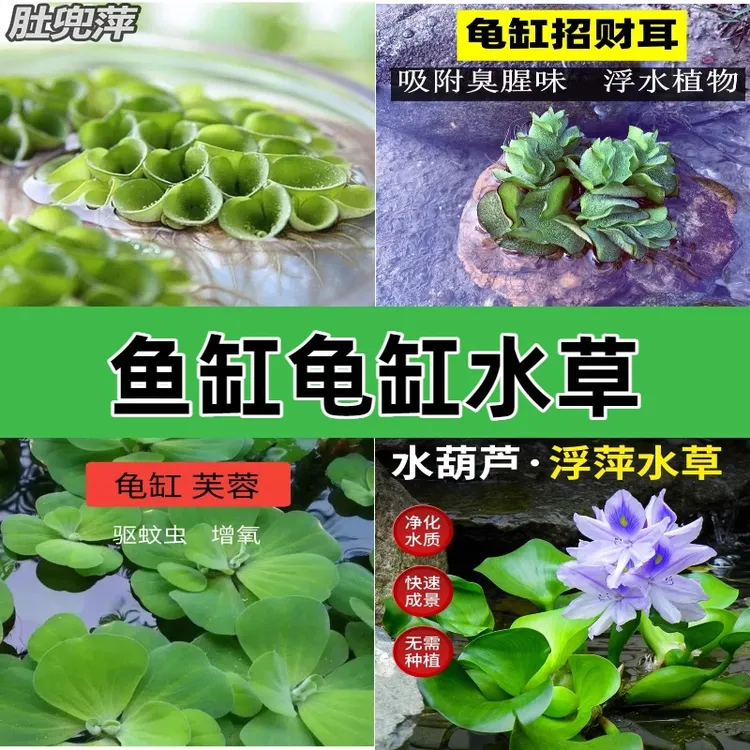 浮萍养龟养鱼净化四宝增氧水培水芙蓉水葫芦兔耳萍肚兜萍