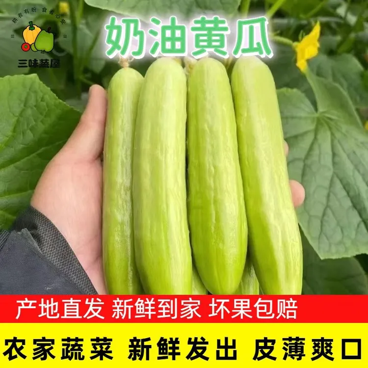 白玉黄瓜奶油黄瓜现摘现发包邮一整箱绿色即食脆甜小青瓜