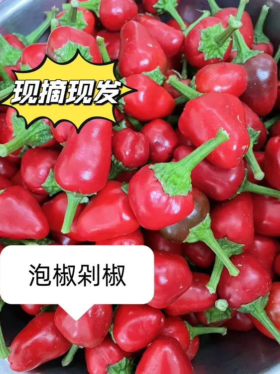 新鲜灯笼椒子弹头泡椒新鲜辣椒农家泡海椒新鲜现摘包邮香辣微辣