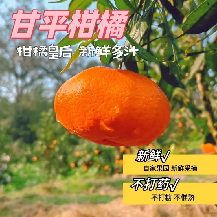 正宗四川甘平柑橘高端水果整箱