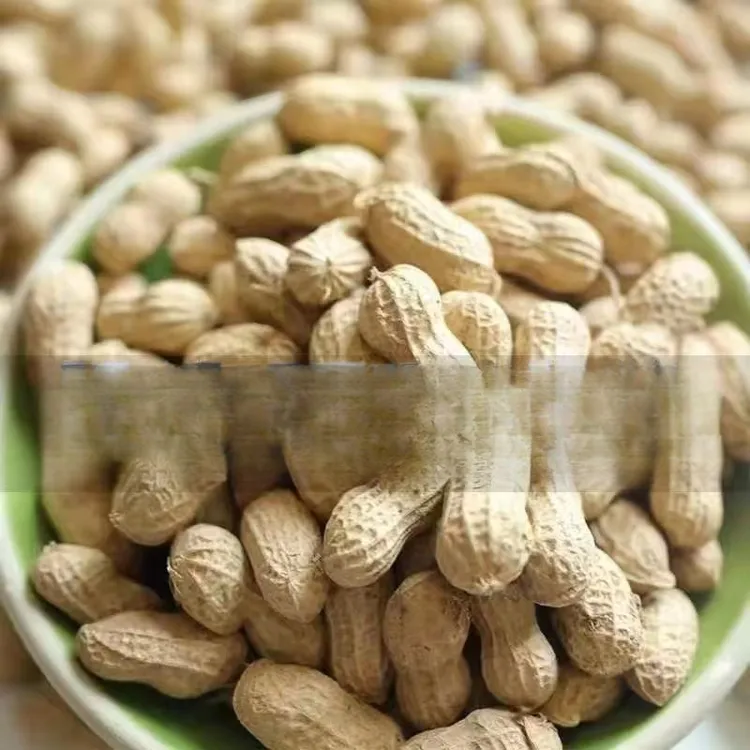 【发货】当季晒干生花生带壳花生大颗粒白沙花生榨油花生种子