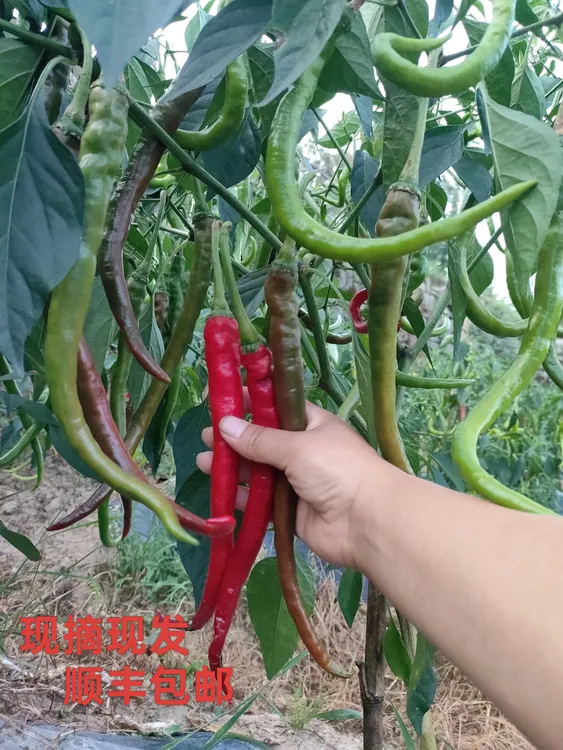 湖南湘西本地辣椒农家露天种植现摘现发香辣下饭【顺丰包邮】