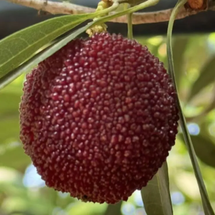 文成东魁杨梅独立包装每天新鲜发货两斤三斤五斤