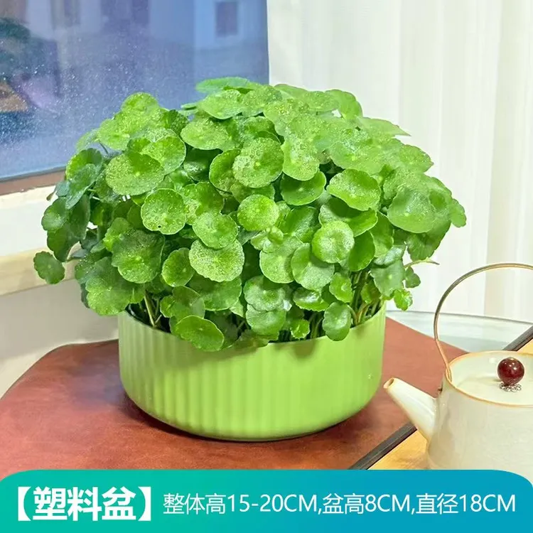 铜钱草水培植物办公室桌面花卉水养绿植北欧风净化空气金钱草盆栽