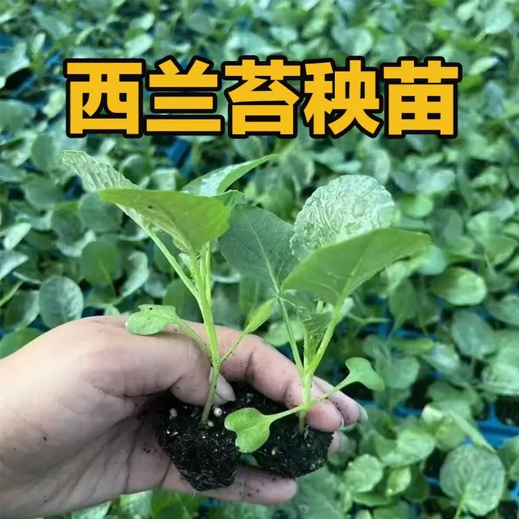 耐寒西兰苔秧苗西兰苔种苗阳台盆栽耐寒秋冬季菜苗