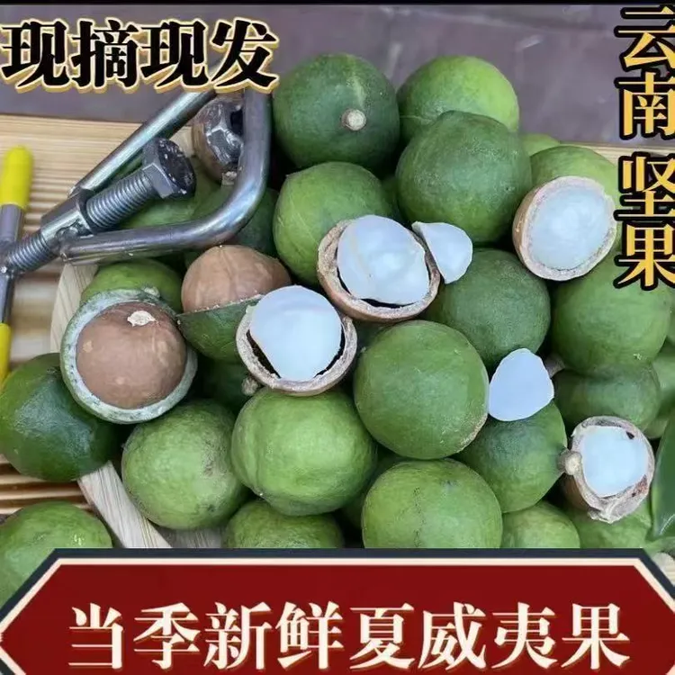 2025云南新鲜采摘带绿壳夏威夷果孕妇可食