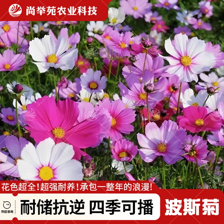 波斯菊花种子格桑花花种籽子四季扫帚梅播种易活花籽庭院野花种子