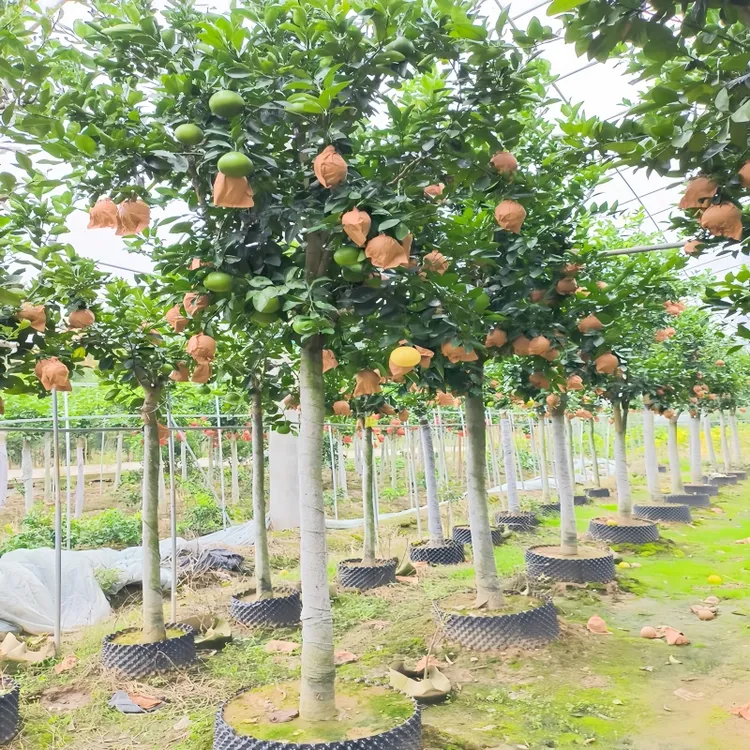 橘子 橙子 柚子 庭院别墅花园阳台植物 盆栽地栽一物一拍 2号链接
