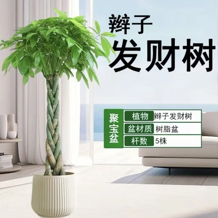 1.0 - 1.3米辫子发财树大型绿植适合办公室客厅开业乔迁摆放