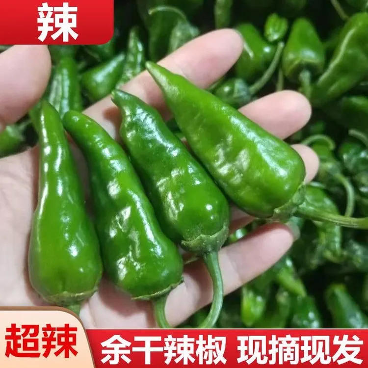 特辣新鲜余干辣椒 现摘1/3/5斤 农家薄皮 超辣子弹头辣椒  入味香