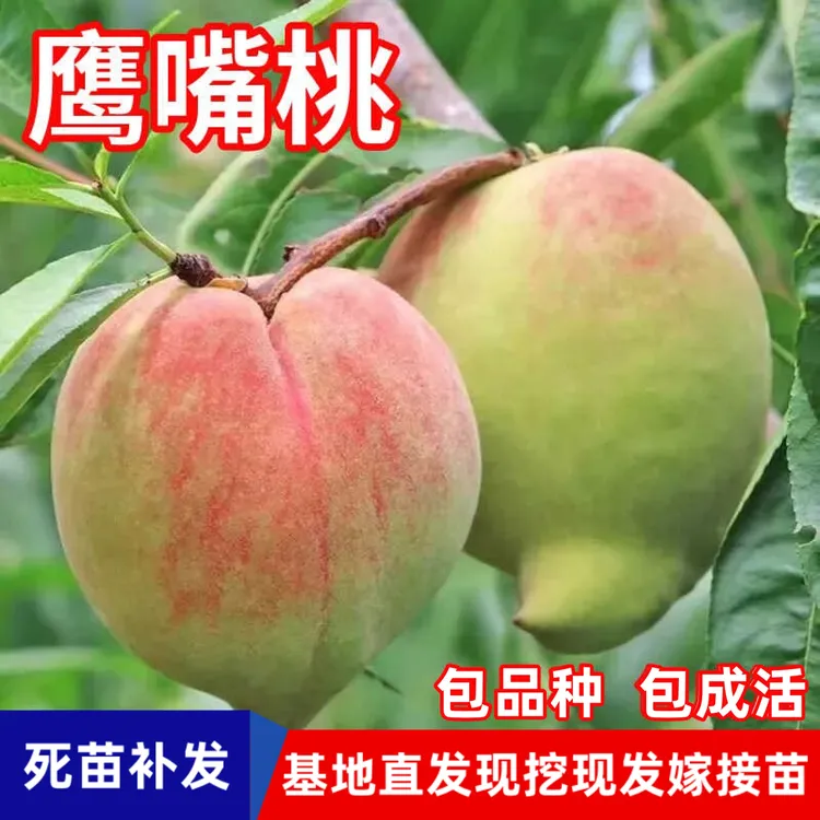 鹰嘴桃树苗南北方地栽庭院阳台盆栽种植特大嫁接桃子树苗当年结果