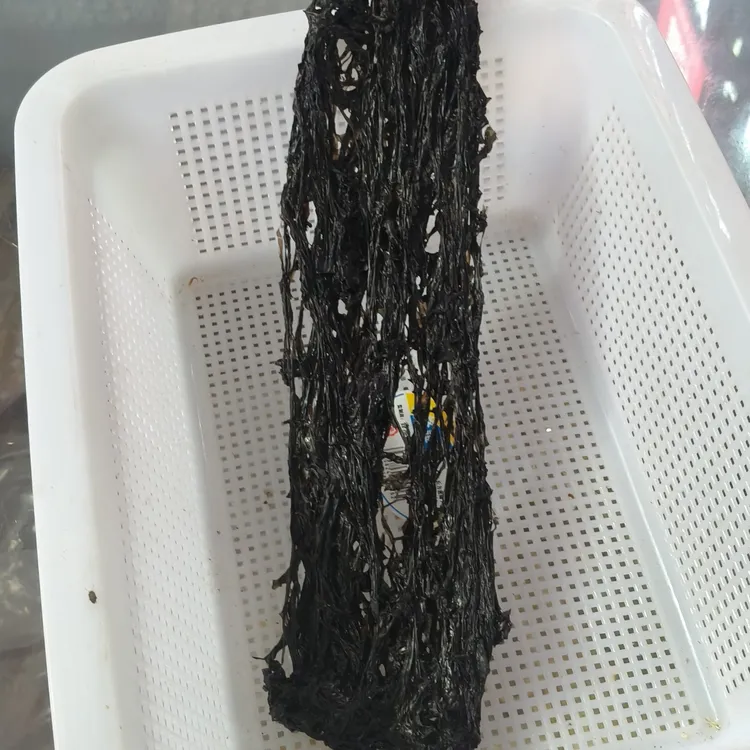 海里生产的鲜甜的紫菜