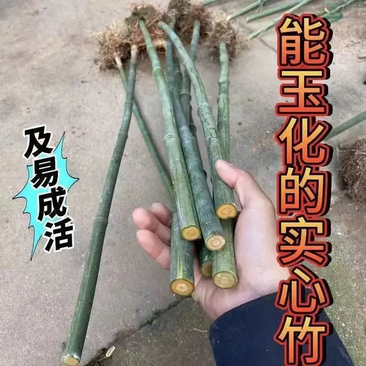 正宗红心文玩实心玉竹苗爆密苗适合绿植种植