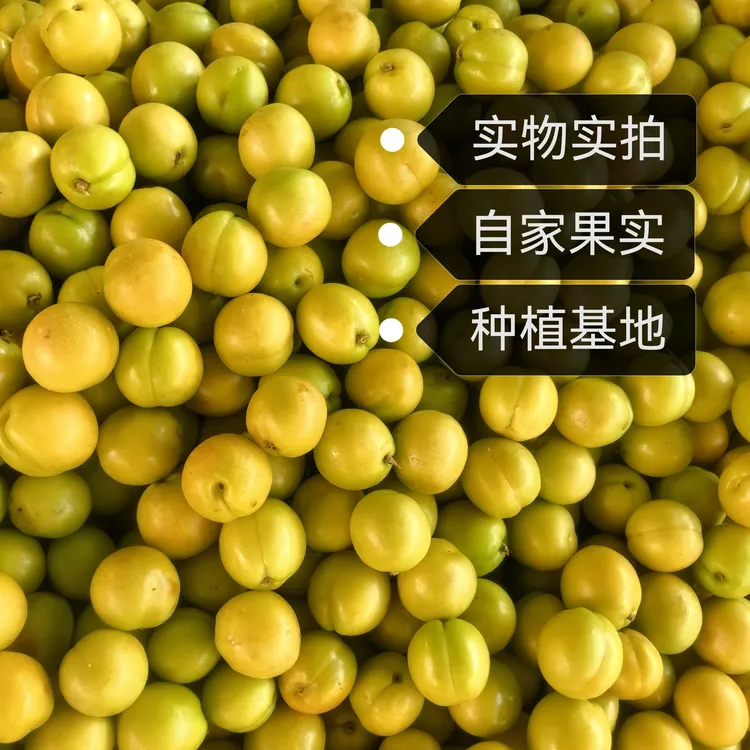 肥樱团(6)珍珠油杏苗荷兰香蜜杏苗杏子苗